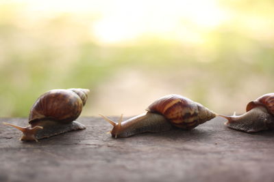 Close-up of snails