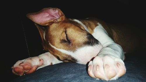 Close-up of dog sleeping at home