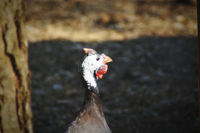 Close-up of bird