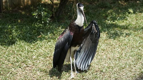 View of birds on land