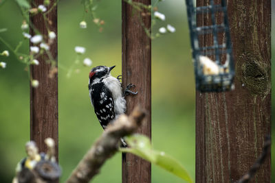 Close-up of bird perching on branch