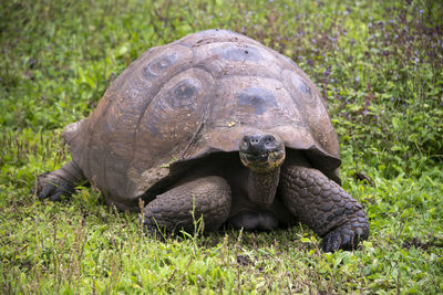 Close-up of a turtle on ground