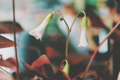 Close-up of flowers against blurred background