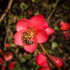 Close-up of bee on pink flower