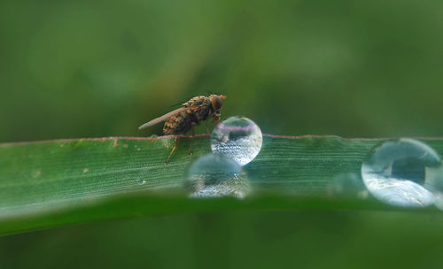 Close-up of insect on leaf