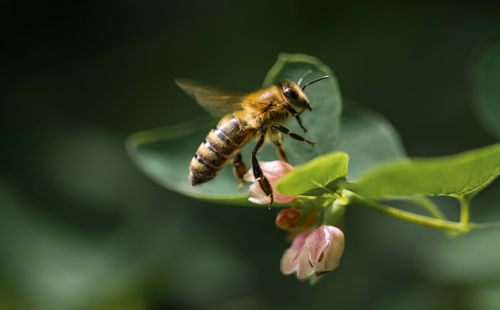 Close-up of insect on flower