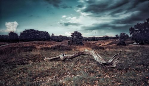 Dead tree on field against sky