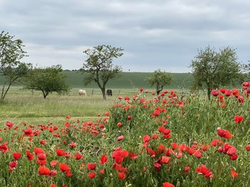 Red poppy flowers growing on field against sky