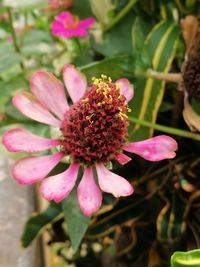 Close-up of pink flowers blooming outdoors
