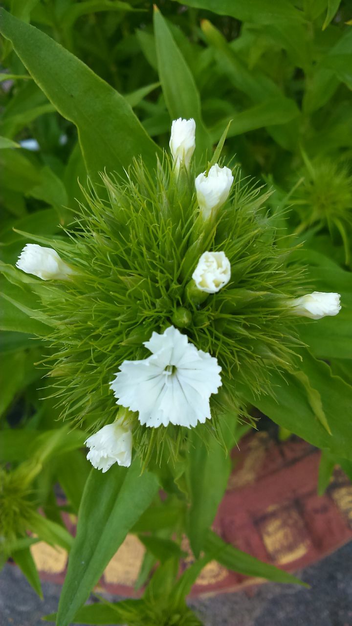 flower, white color, freshness, growth, fragility, flower head, petal, beauty in nature, leaf, plant, green color, nature, blooming, white, close-up, focus on foreground, in bloom, high angle view, pollen, day