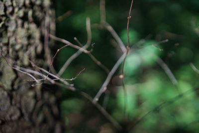 Close-up of plant