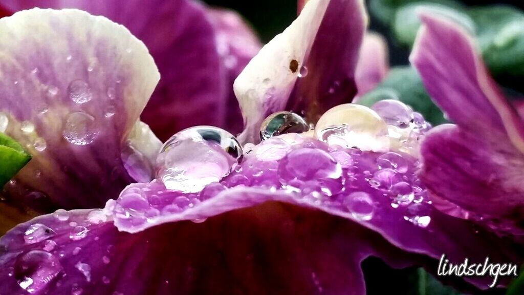 flower, freshness, petal, drop, fragility, beauty in nature, close-up, wet, water, growth, flower head, nature, dew, focus on foreground, pink color, blooming, plant, purple, in bloom, selective focus