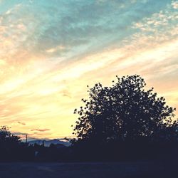 Trees at sunset