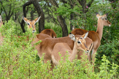 Deer on grass against trees