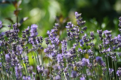 Close-up of purple flowering plants on field