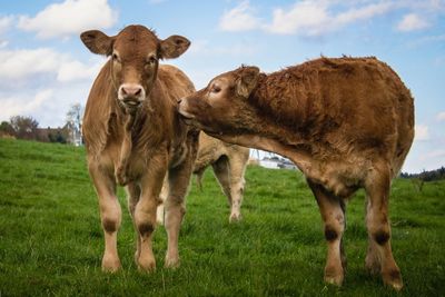 Cow grazing on grassy field