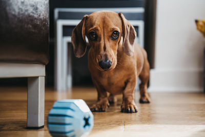 Portrait of dog at home