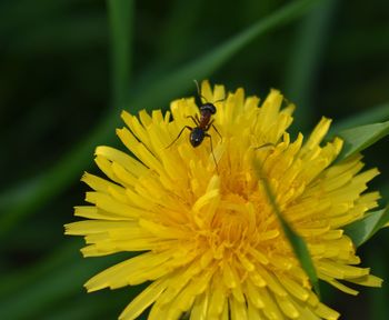 Close-up of insect on yellow flower