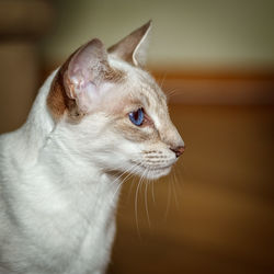 Close-up of cat sitting at home