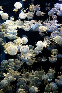 View of jellyfish in sea