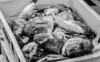 High angle view of fishes in crate for sale