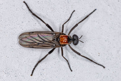 High angle view of fly on wall