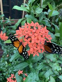 Close-up of butterfly pollinating on flower