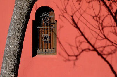 Tree by window of building