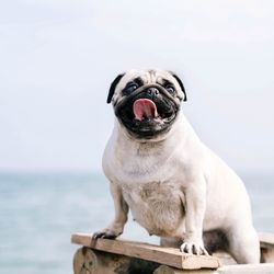 Portrait of dog standing by sea against sky
