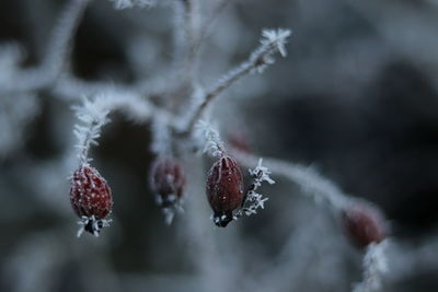 Close-up of frozen plant