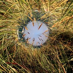 Grass growing in water