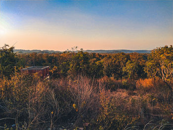 Plants growing on land against sky during autumn