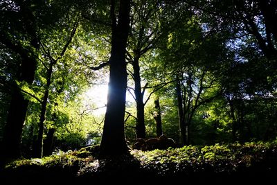 Trees in forest