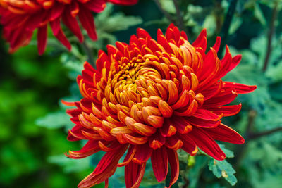 Close-up of red dahlia