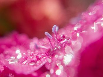 Close-up of pink flowers