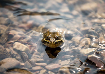 High angle view of turtle in water