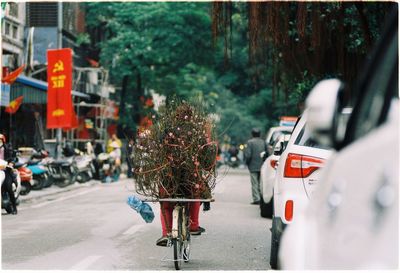 Person carrying plants on bicycle