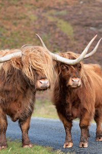 Two highland cows in field