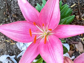 Close-up of pink flower