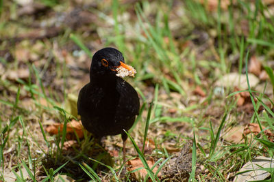 Close-up of black bird on field