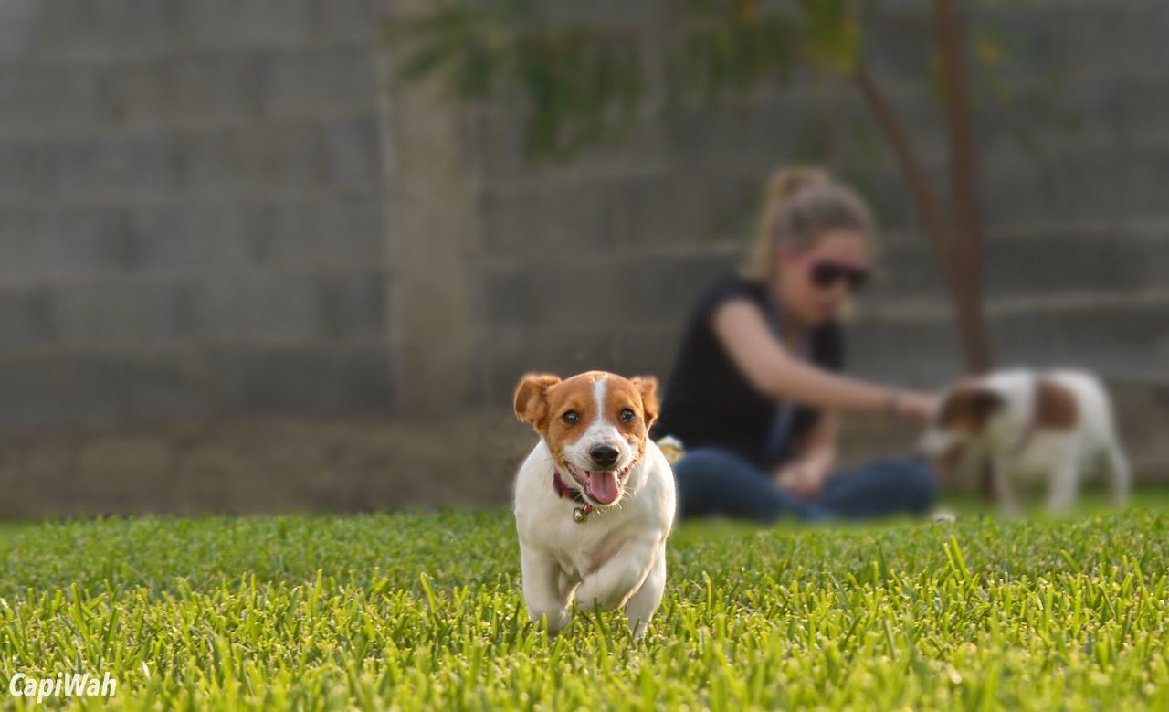 animal themes, dog, domestic animals, pets, mammal, one animal, grass, looking at camera, portrait, field, grassy, focus on foreground, pet collar, sitting, selective focus, sticking out tongue, relaxation, no people, green color, day