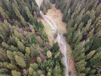 High angle view of pine trees