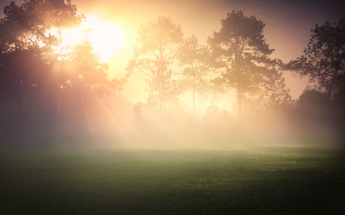 Trees on field against sky during foggy weather