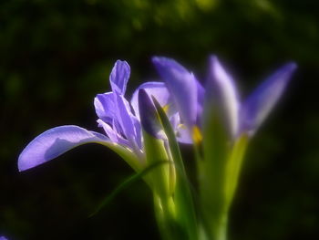 Close-up of purple crocus flower