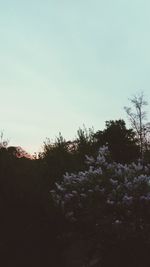 Trees against clear sky