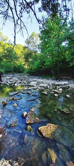 Stream flowing in forest