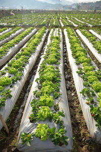 High angle view of field