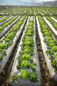 High angle view of plants on field