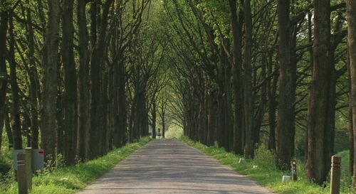 Narrow pathway along trees in park