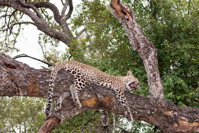 Leopard sleeping in tree